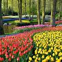 Keukenhof